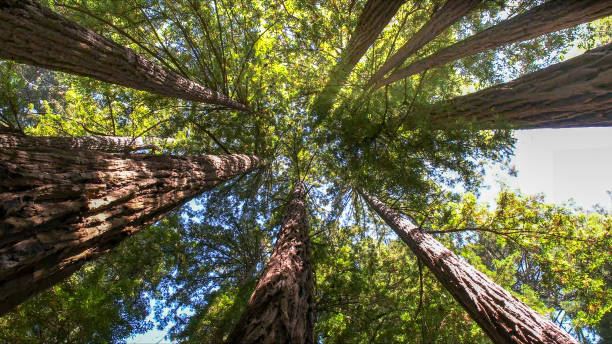 How Our Tree Care Process Works  in Lake City, PA